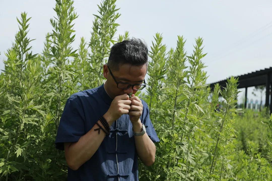 艾草怎么辨別真假，假蘄艾盛行，妙招教你輕松避雷！