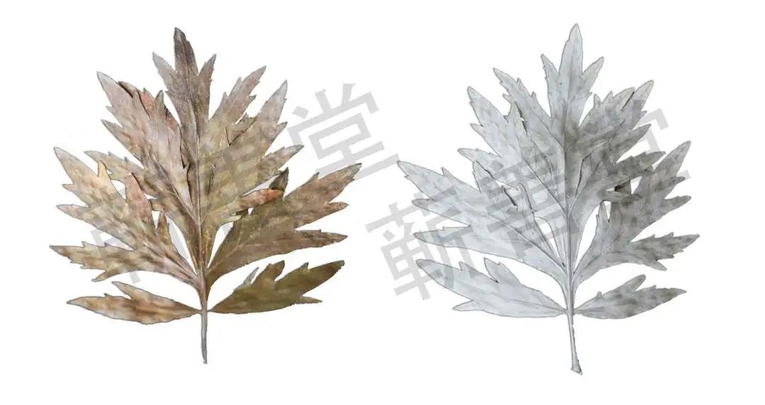 艾葉、艾條、艾灰都是寶，艾草全用清單