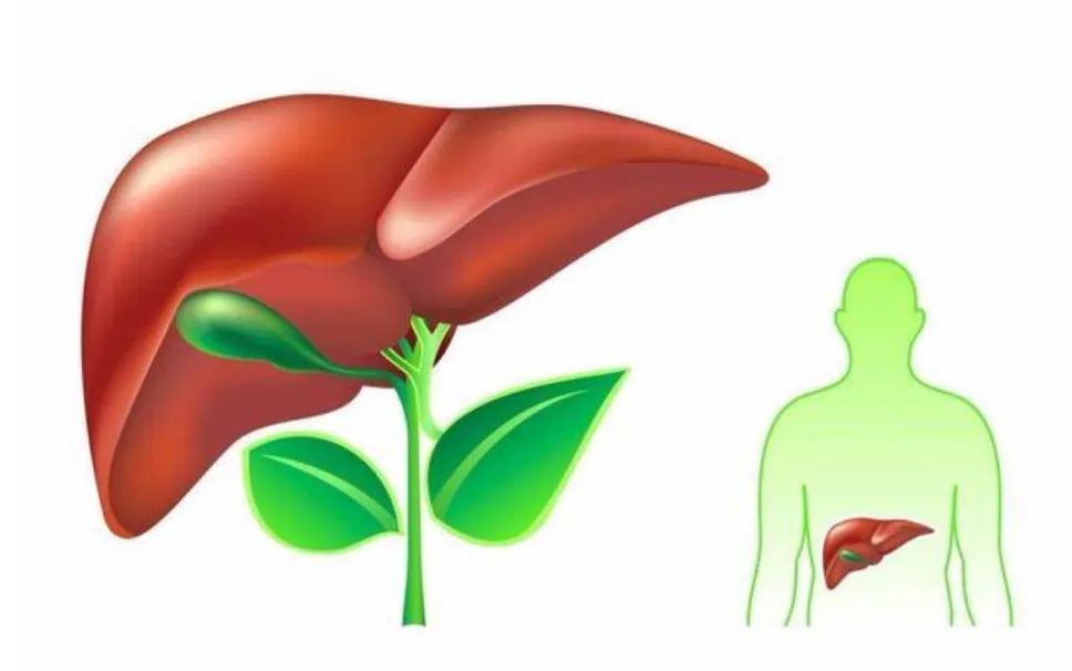 臉、眼、唇發(fā)黑，肝臟要遭殃!