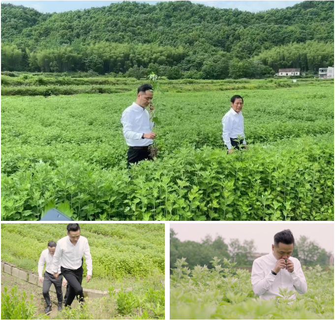 因艾而愛(ài)，攜艾傳承——蘄善堂總經(jīng)理再赴蘄艾種植基地視察！